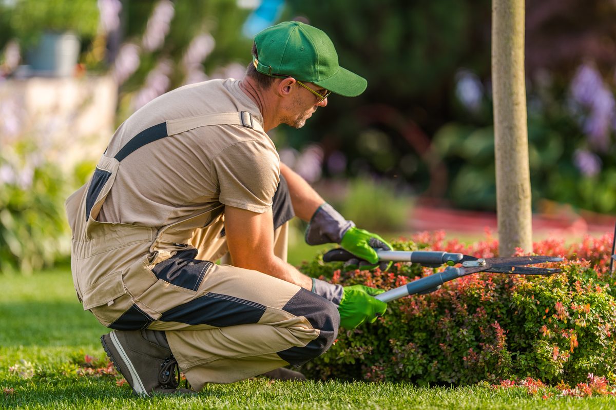 Professional gardener carefully trimming plants